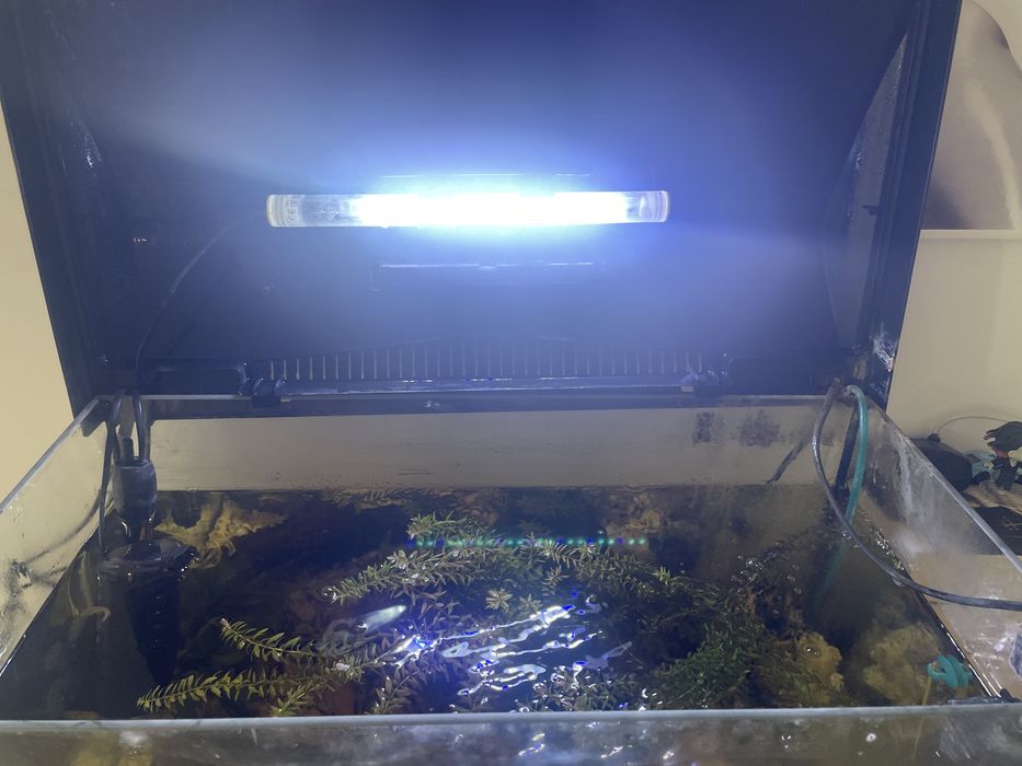 Ryby, Akwarium, Sprzęt, Sprzedam!