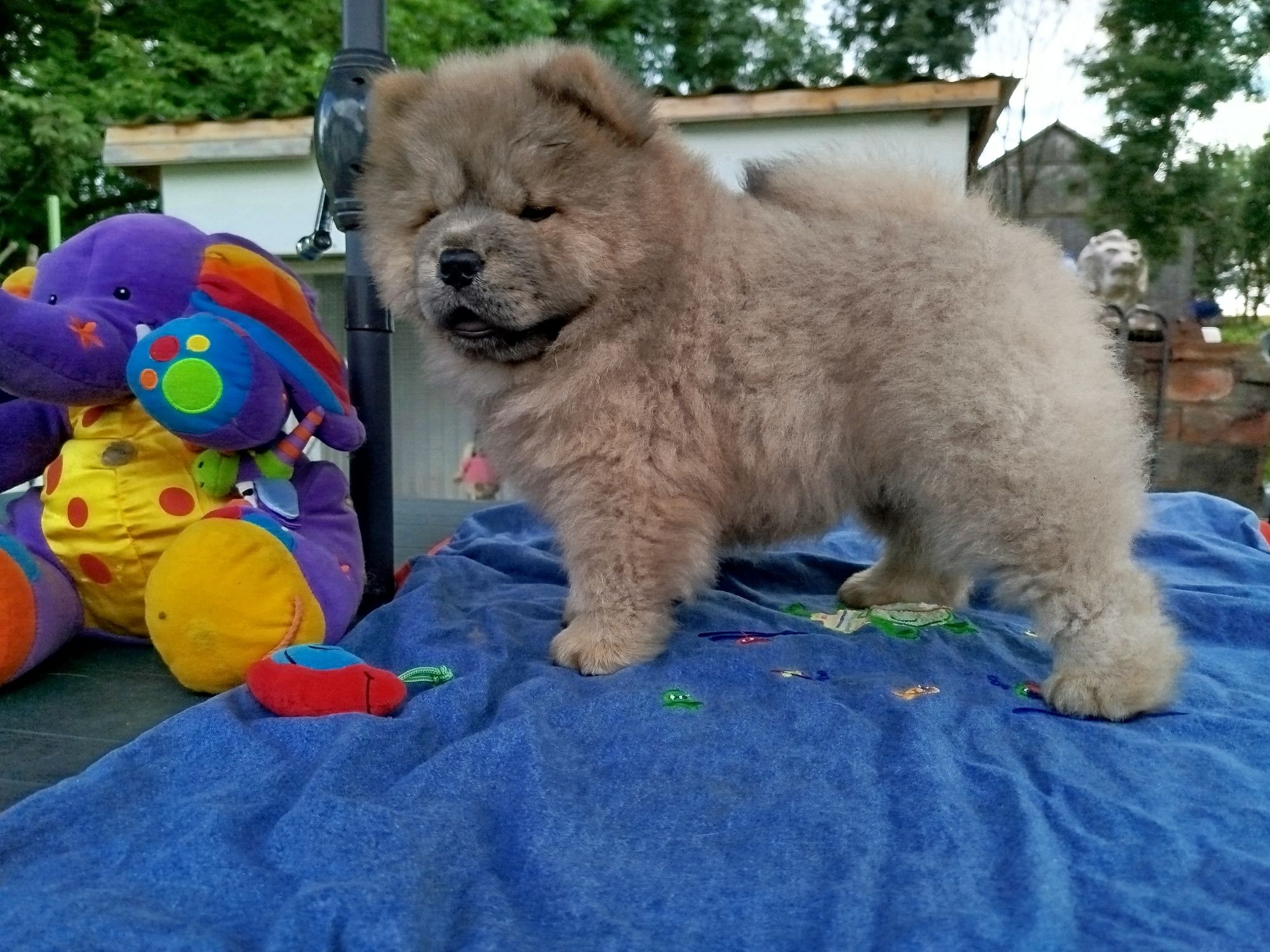 Chow chow FCI cynamonowy piesek