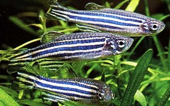 Brachydanio Rerio - Danio Zebra