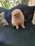 Pomeranian piesek