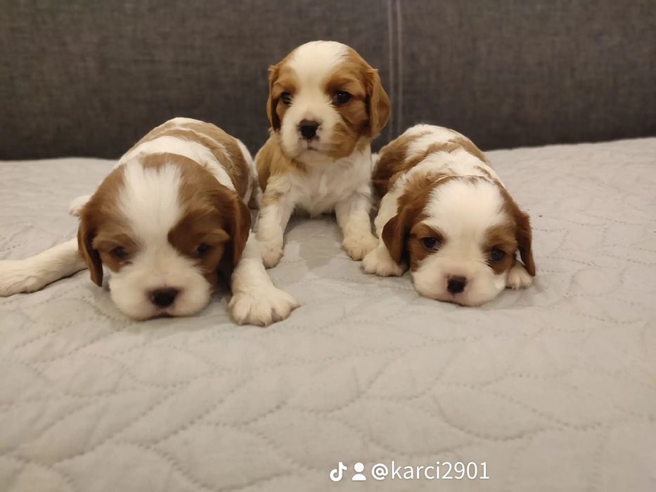 Cavalier King Charles Spaniel Xss piesek