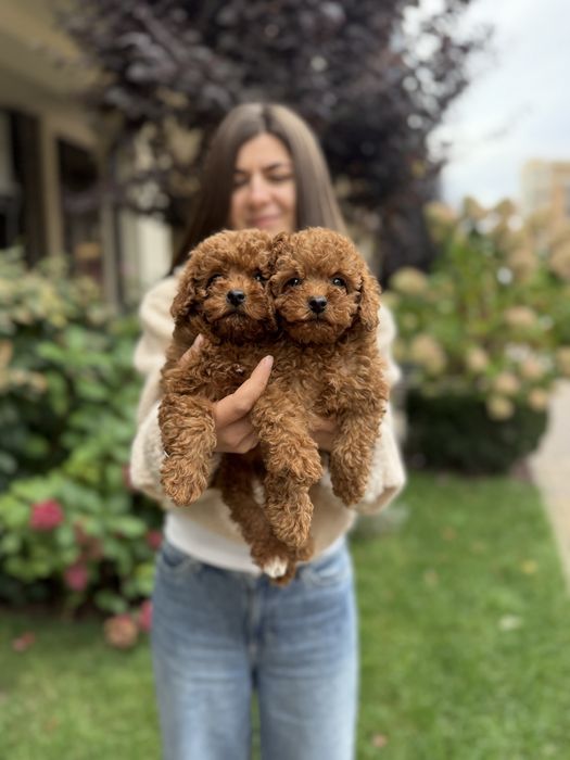 Poodle puppy VIP