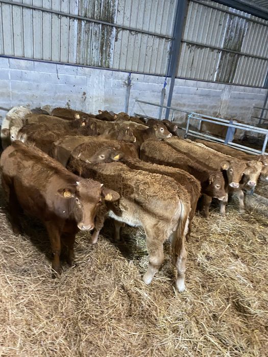 Vitelas cx de Limousines