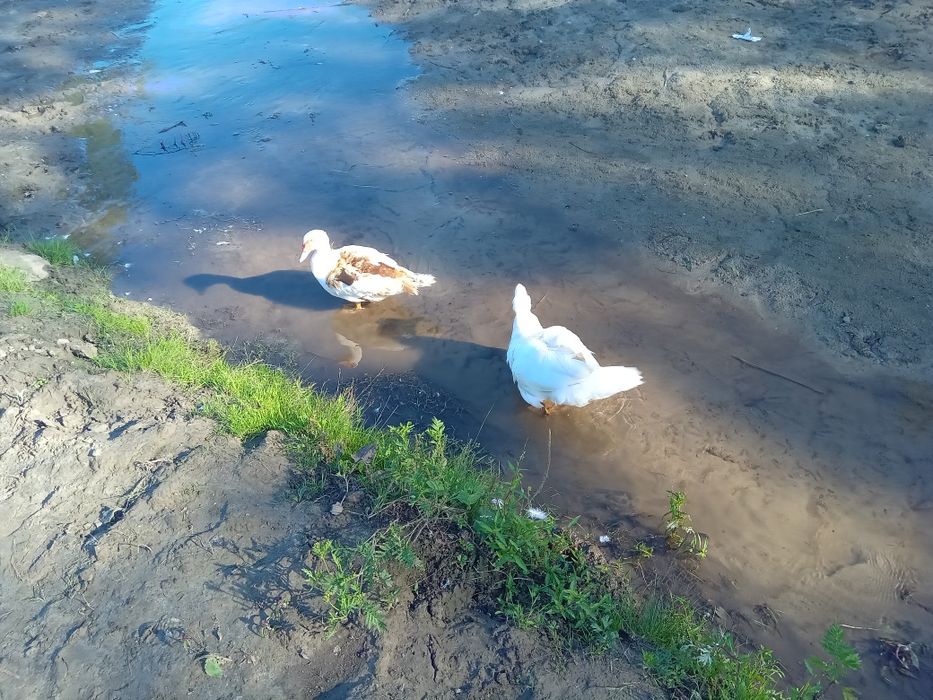 Продим качки шипуни