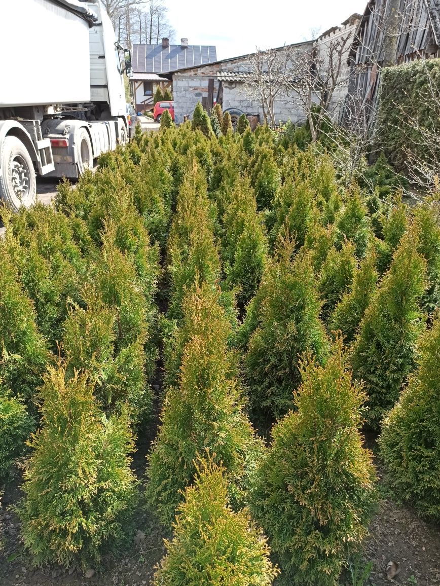 Tuja Thuja Smaragd Szmaragd 60-100cm