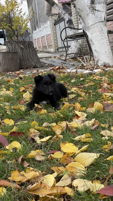 Віддам дівчинку