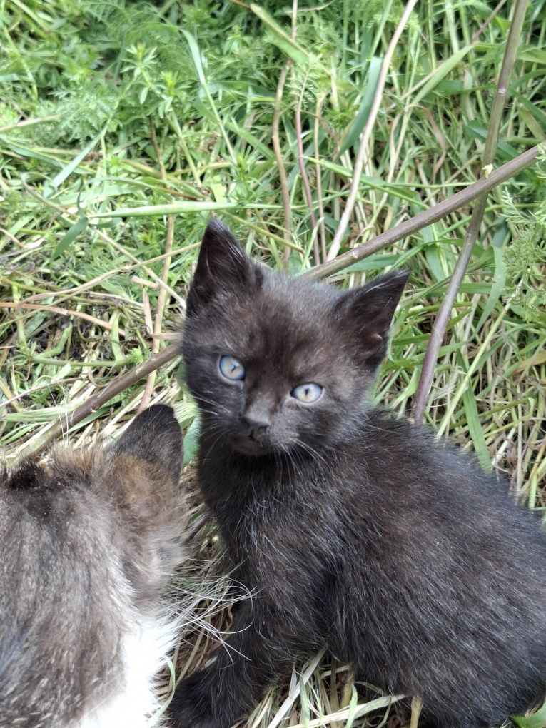 Котята бесплатно