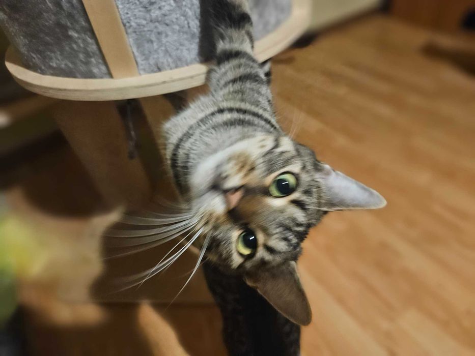 Zozi ,Roczny ,zna dużego psa , siedmiomiesięczny