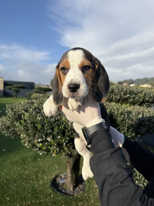 Beagle menino magnifico