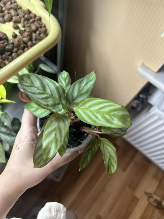 Калатея, бегонія обмін