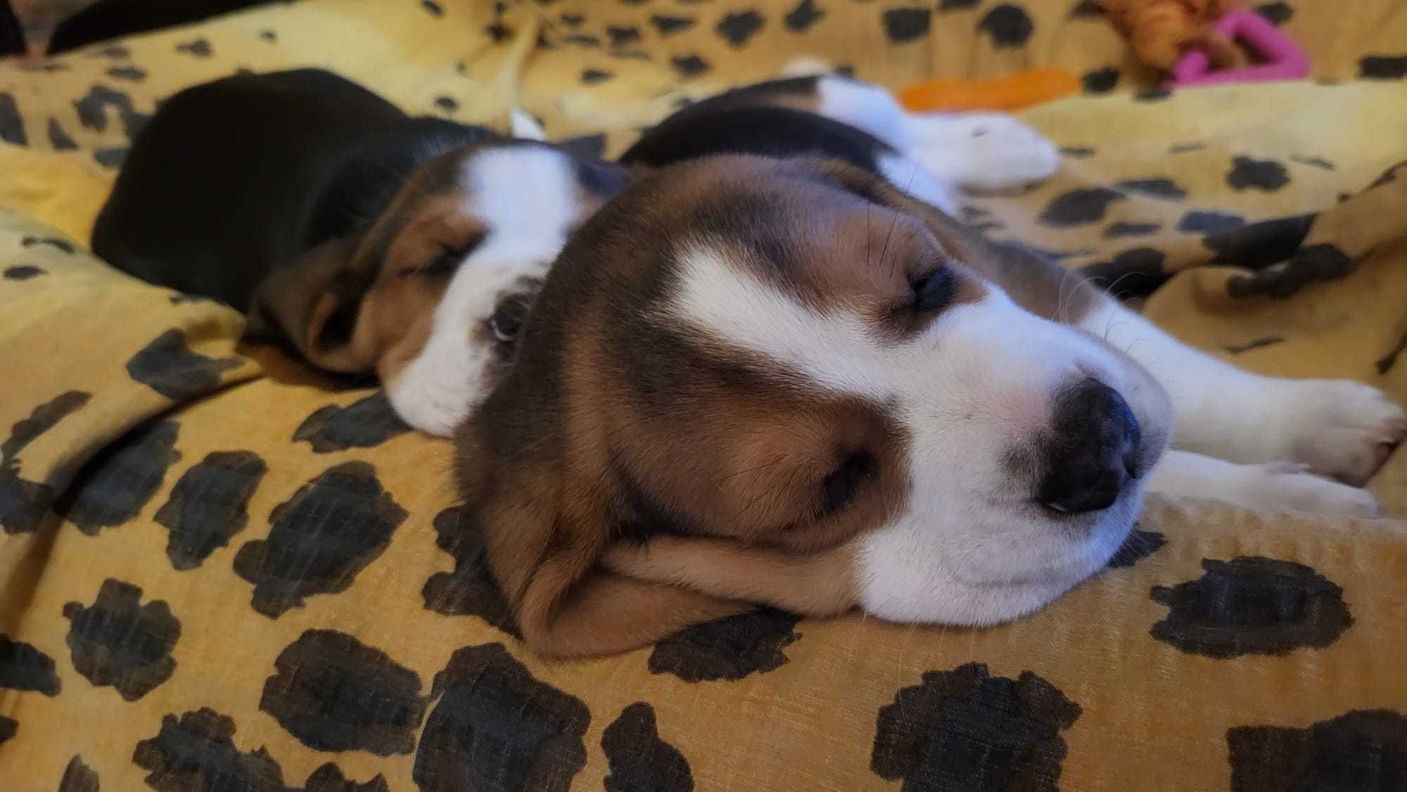 Sprzedam Psa Rasy Beagle