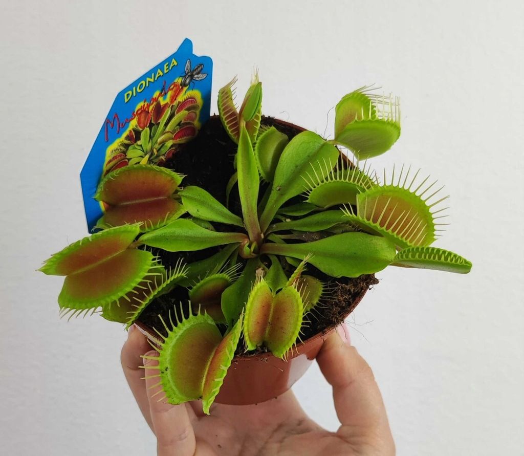 Dionaea Muscipula Muchołówka 10 cm