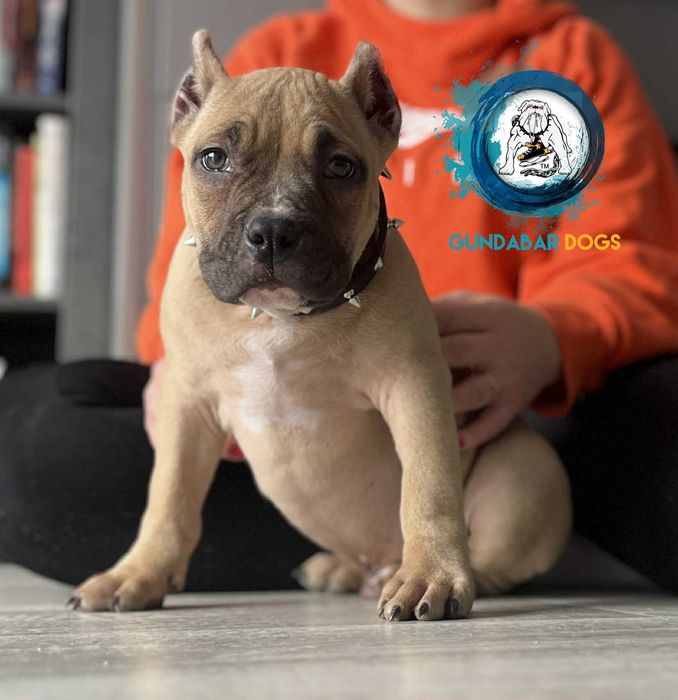 szczeniak samiec American Bully ABKC