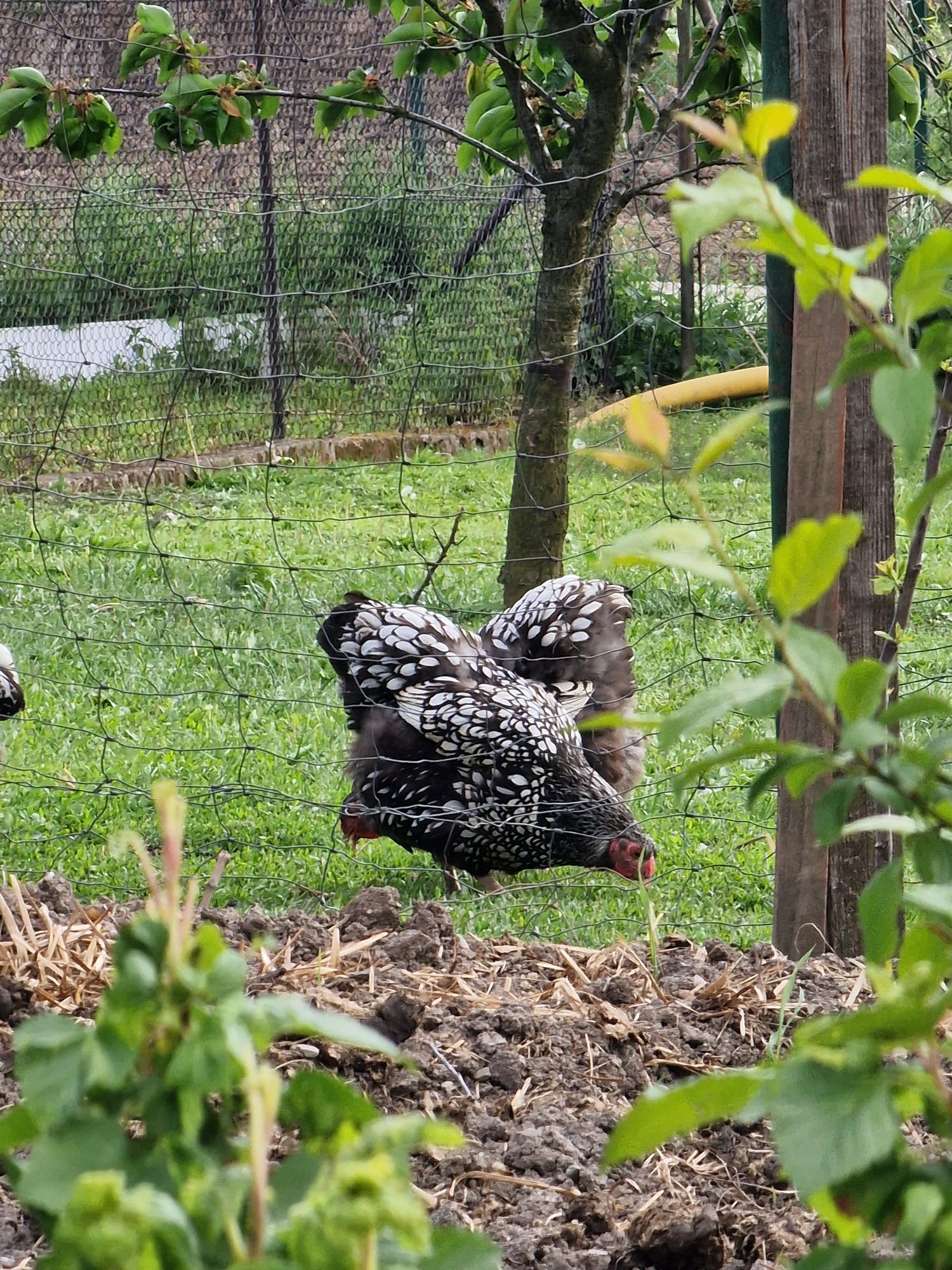 Wyandotte srebnoluskowane Czubatka staropolska  piskleta 3tygodniowe