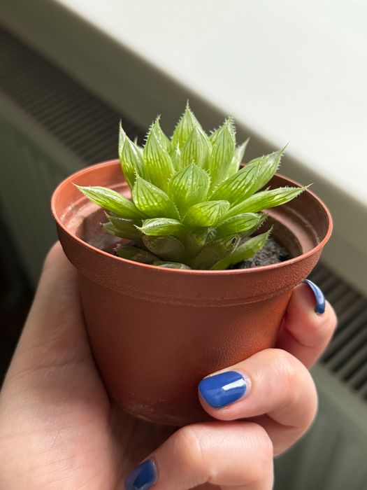 Хавортія Купера сукуленти Haworthia Cooperi