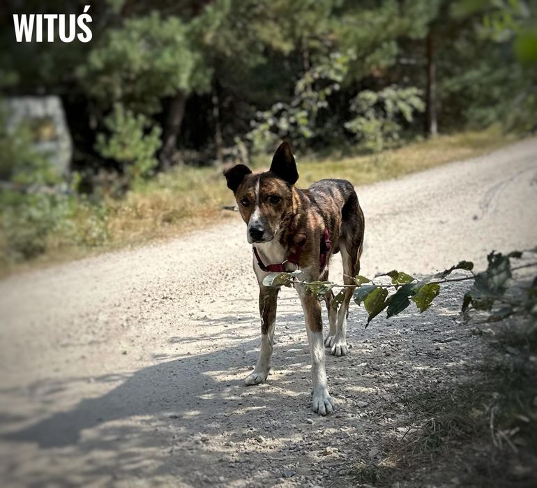 2 letni, nieufny Wituś, 15kg, adopcja za darmo oddam