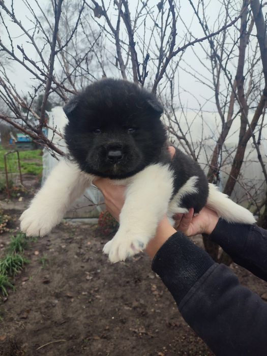 Продам цецунят американської акіти