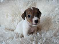Jack Russell Terrier suczka gładkowłosa 2#
