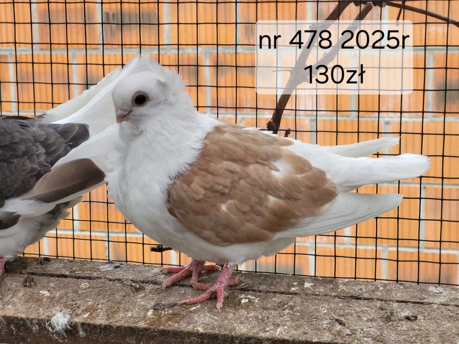 Mewka Polska 2025rok