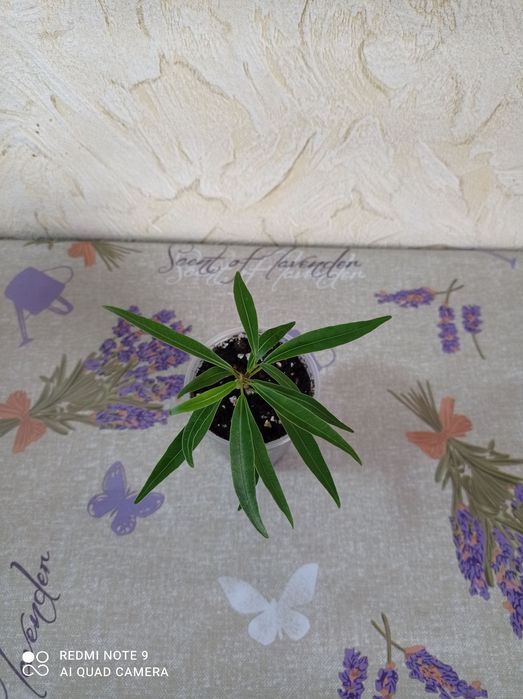 Фікус нерііфолія шилоподібний/верболистий