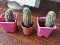 Trzy kaktusy Echinopsis ukorzenione bez doniczek