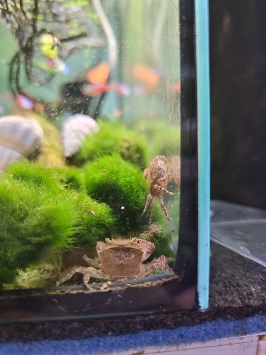 Krab mekong podwodny sklep schangri.pl prokocim kraków