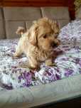 Szczeniak rasy maltipoo piesek