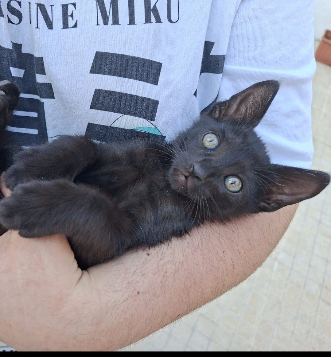 Dou gatinho 2 meses
