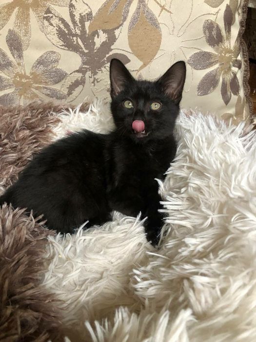 Чудове кошеня, домашній пантерчик,  киця, котик, кошенята