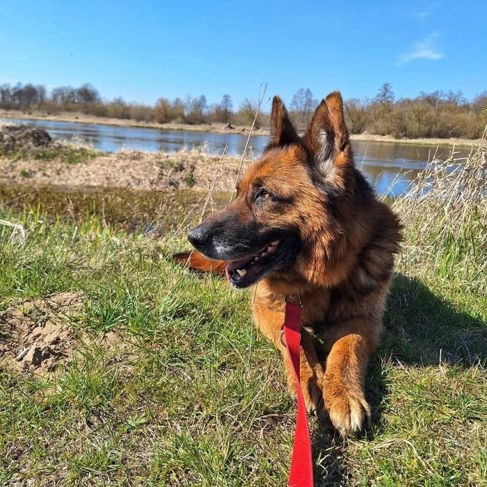 Liszka w typie owczarka niemieckiego szuka domu!