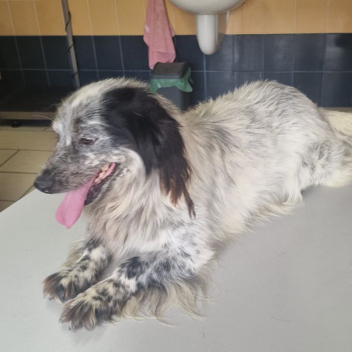 Tobi ,wspaniały piesek.