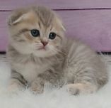 Кошеня блакитно-золотої шиншили