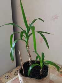 Цветок пальма Юкка драцена комнатные растения