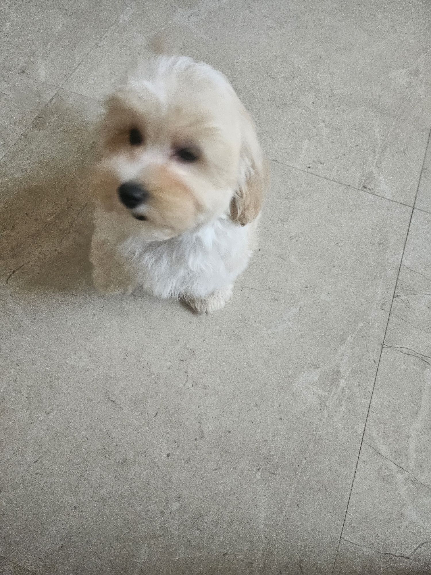 Chłopiec maltipoo