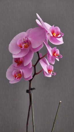 Орхідея / орхидея / обмін