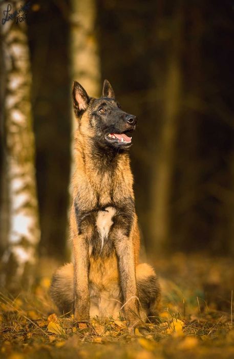 Owczarek Belgijski Malinois FCI Pies