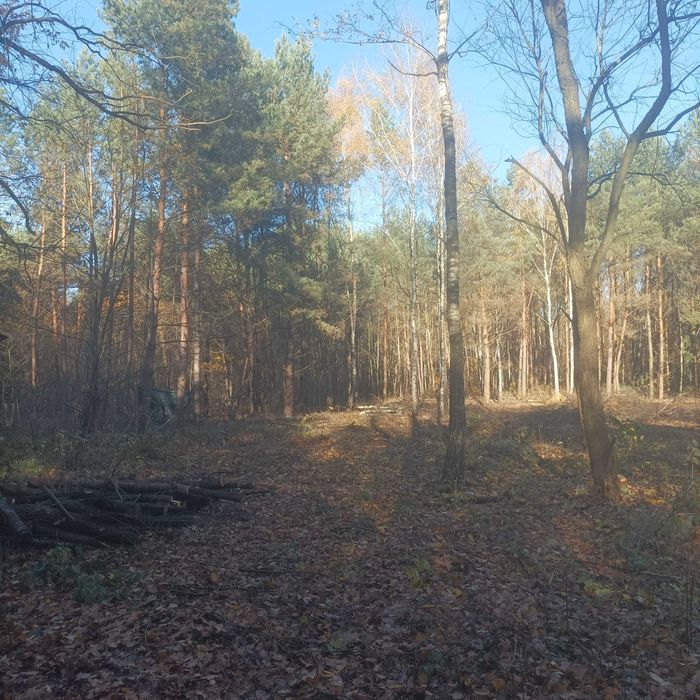 Działka budowlana, leśna w Ostrowinie