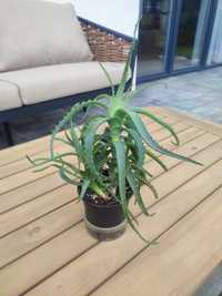 Aloes drzewiasty 40 cm