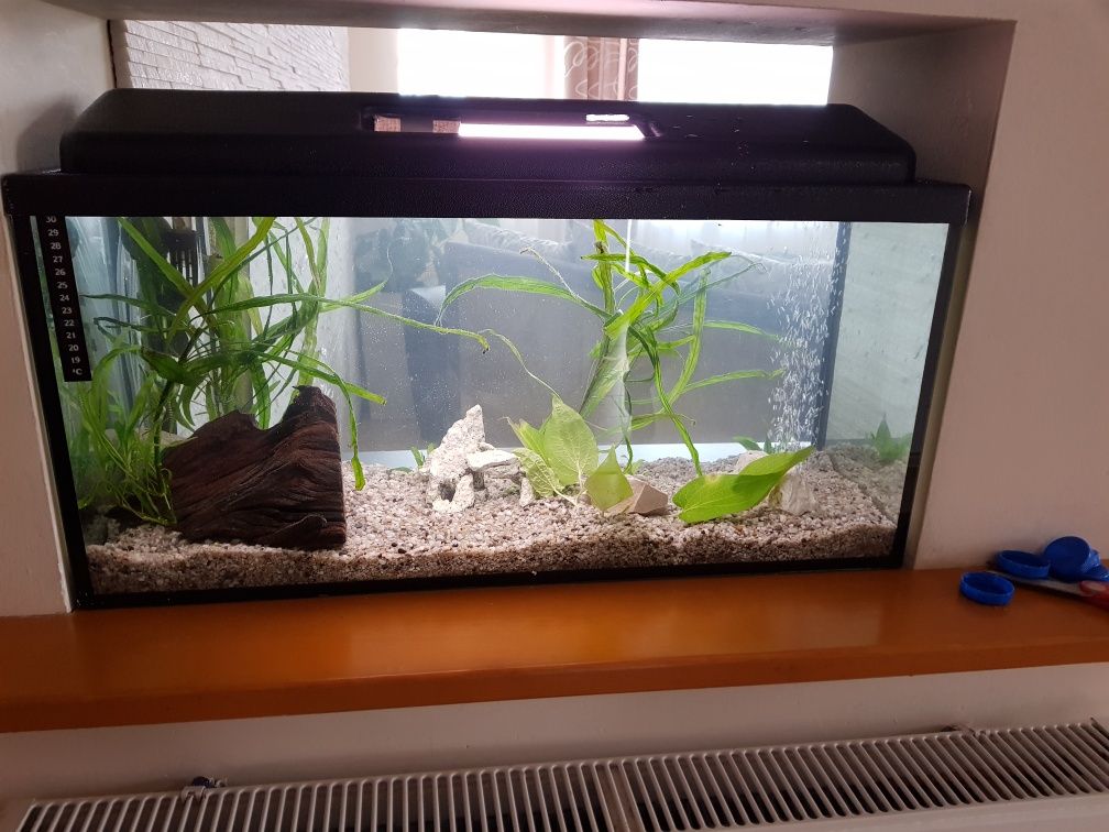 Akwarium około 120 litrow