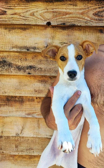 Мальчишка Джек Рассел Терьер