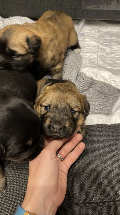 Szczeniaczki do adopcji