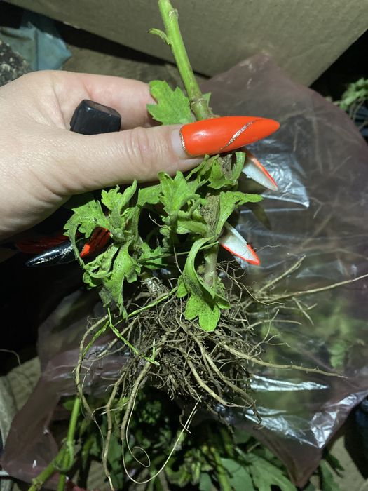 Хризантема ветка микс