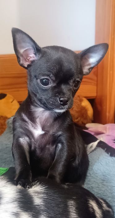 Chihuahua krótkowłosa XS - mini czarna suczka