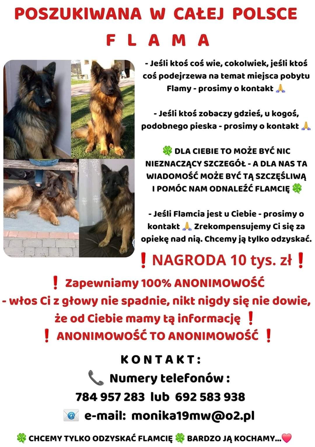 Flamcia nadal poszukiwana suczka - owczarek niemiecki - zaginiona