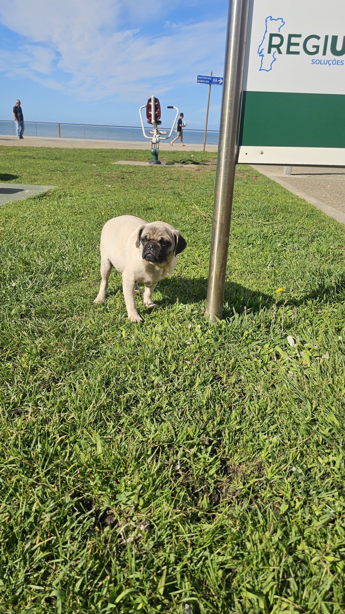 Pug Carlin Macho
