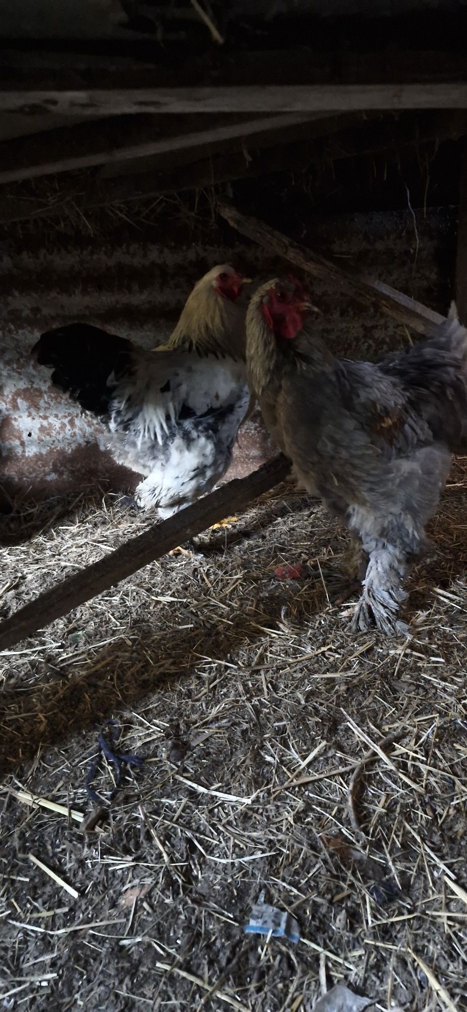 2  galos  brahma