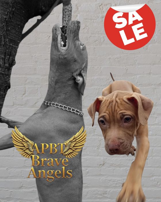 Pitbull, питбультерьер 2 щенка осталось