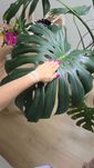 Monstera z ogromnymi liśćmi