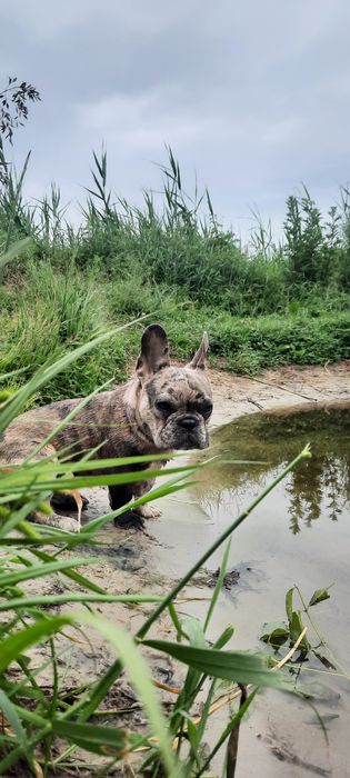 Француский бульдог вязка