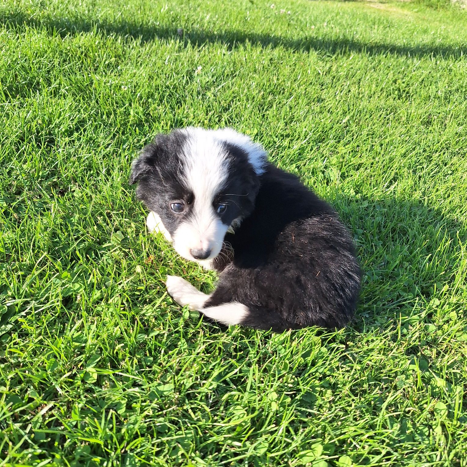 Cudny piesek border collie do odbioru
